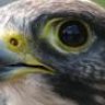 Throfalcon