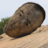 Balding Boulder