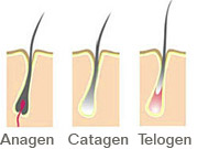img_anagen-categen-telogen.jpg