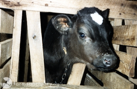 6a010536e26195970b011570ae578c970b-800wi