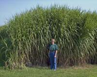 researcher-miscanthus-potential-biofuel-crop-bg.jpg