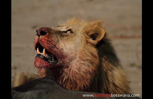 102_a-lion-eating-lunch_635x413.jpg