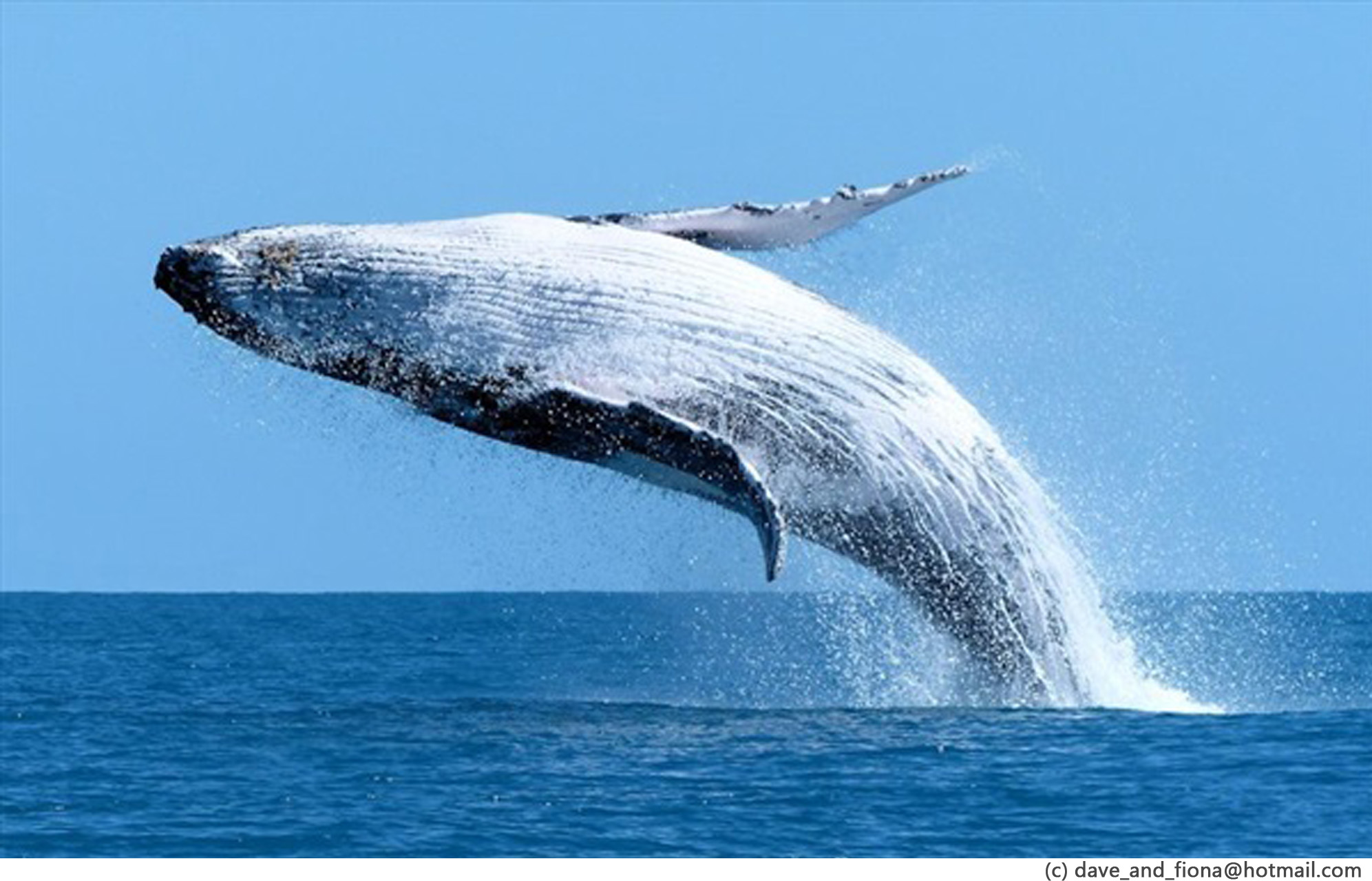 whales-breaching1.jpg