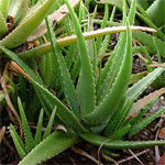 060925_aloevera.jpg