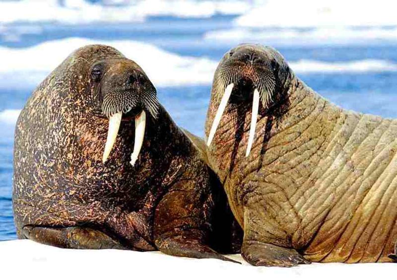 walrus2.jpg