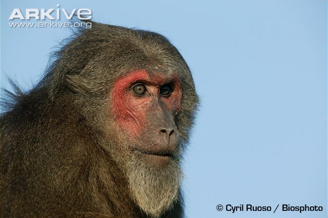 Stump-tailed-macaque-portrait.jpg