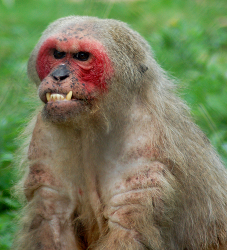 stumptailed-macaque.jpg