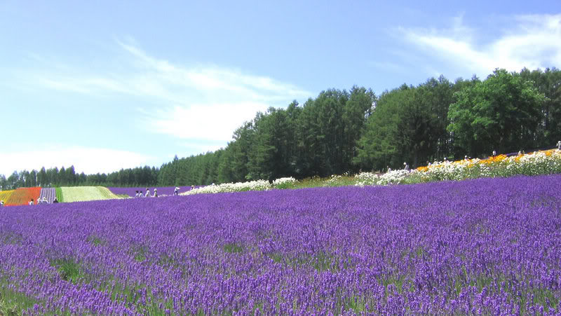800px-Lavender_FarmTomita.jpg