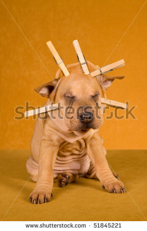 stock-photo-sharpei-puppy-with-wrinkles-pinned-back-with-clothes-pegs-51845221.jpg