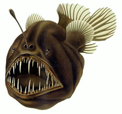 250px-Humpback_anglerfish.png