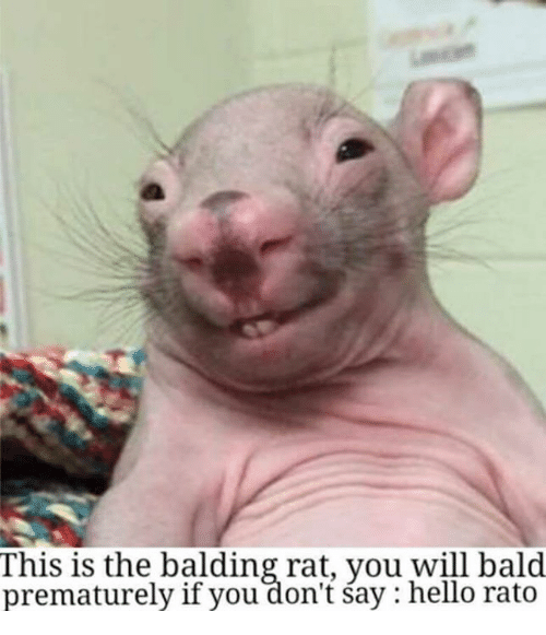 this-is-the-balding-rat-you-will-bald-prematurely-if-5388848.png